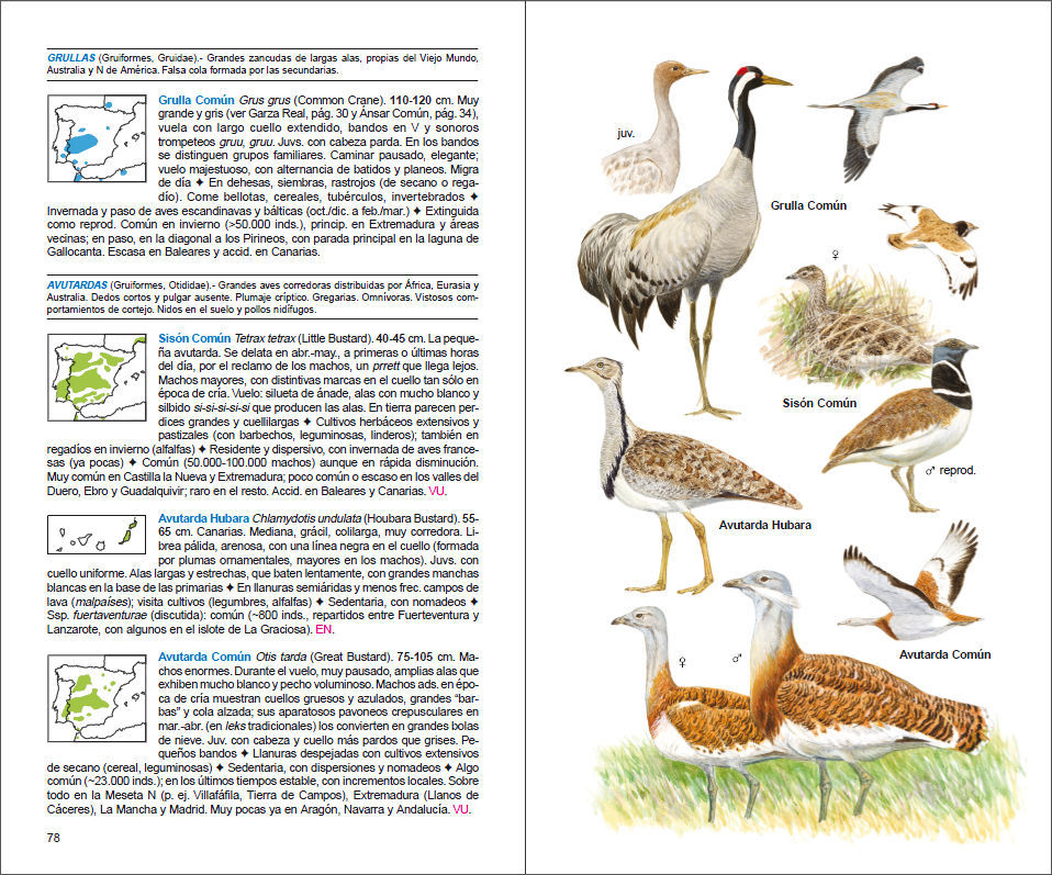Sample page of Aves de España Aves de España sample page